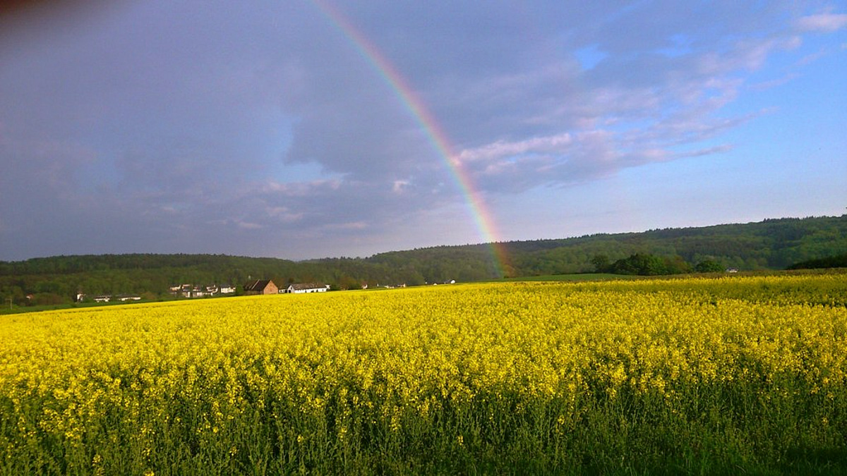 Aulhausen - Regenbogen über dem Raps